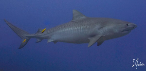 This image of a large Tiger Shark was taken while diving ... by Steven Anderson 